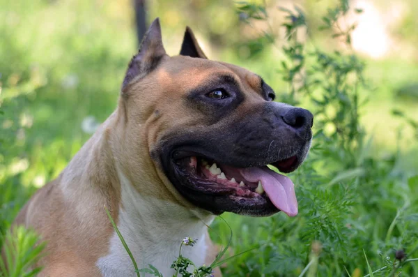 Amerykański Staffordshire Terrier Portret Głowy Psa — Zdjęcie stockowe