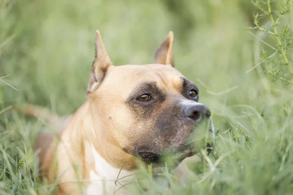 American Staffordshire Terrier Perro Cabeza Retrato —  Fotos de Stock