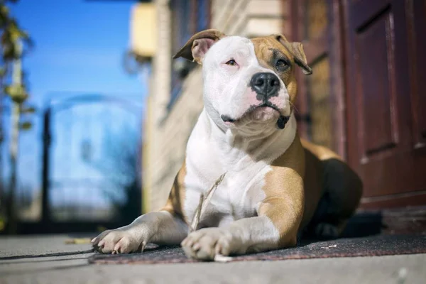Americano Staffordshire Terrier Cão Deitado Chão — Fotografia de Stock