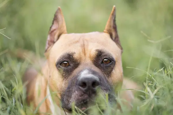 Amerykański Staffordshire Terrier Portret Głowy Psa — Zdjęcie stockowe