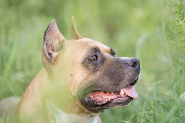 Αμερικανική Staffordshire Terrier Πορτρέτο Κεφάλι Σκύλου — Φωτογραφία Αρχείου