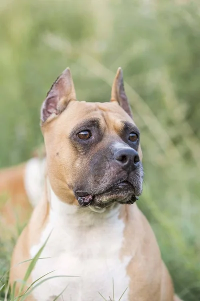 Americano Staffordshire Terrier Cane Testa Ritratto — Foto Stock