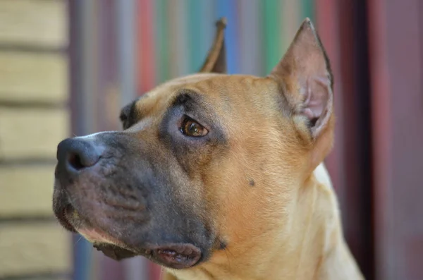 Amerykański Staffordshire Terrier Portret Głowy Psa — Zdjęcie stockowe