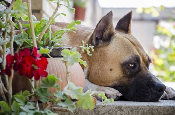 Amerikanska Staffordshire Terrier Hund Huvud Porträtt — Stockfoto