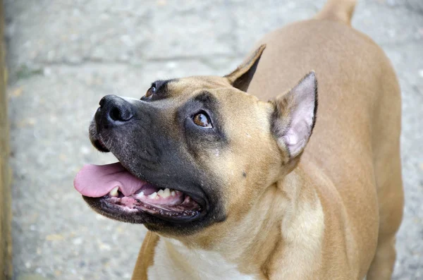 American Staffordshire Terrier Perro Cabeza Retrato — Foto de Stock