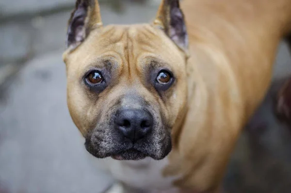 アメリカのスタッフォードシャー テリア犬の頭の肖像画 — ストック写真