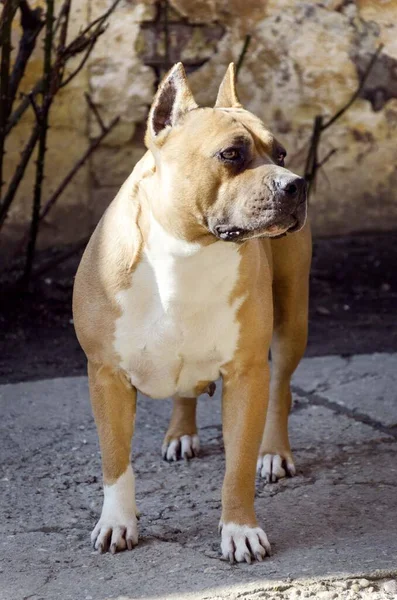 Amerikanischer Staffordshire Terrier Hund Porträt — Stockfoto