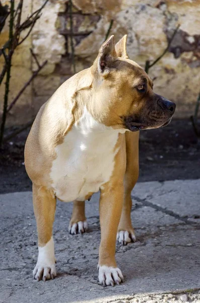 American Staffordshire Terrier Pies Portret — Zdjęcie stockowe