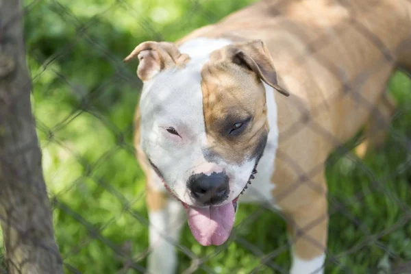 American Staffordshire Terrier Dog Head Porträt — Stockfoto