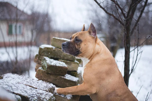 Dog Looking Brick Wall — 스톡 사진