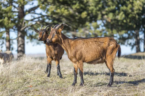 Kozy Pastwisku — Zdjęcie stockowe