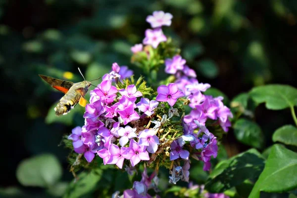 Kolibri Habicht Isoliert Auf Blume — Stockfoto