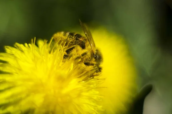 Biene Isoliert Auf Löwenzahnblüte — Stockfoto