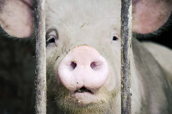 Schwein Auf Bauernhof Isoliert — Stockfoto