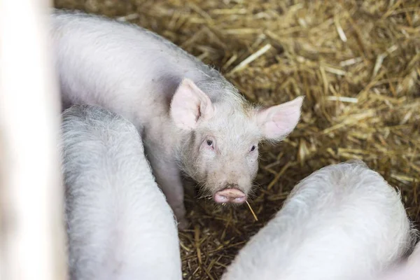 little pigs on farm isolated