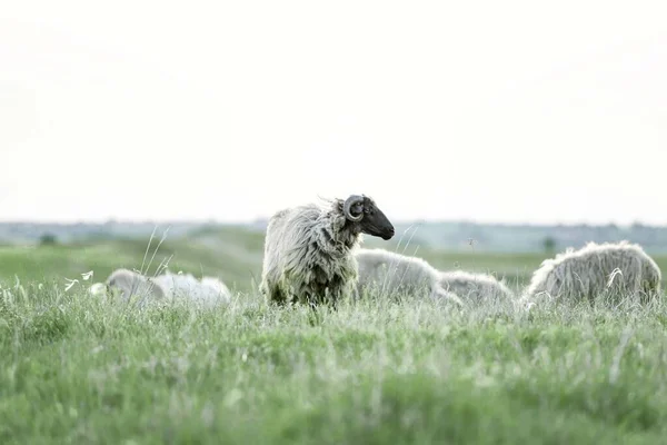 Får Grönt Fält Betesmark — Stockfoto