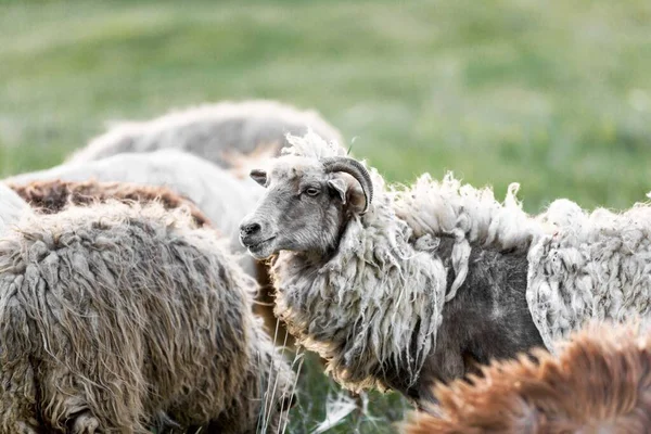 Sheep Portrait Field — ストック写真