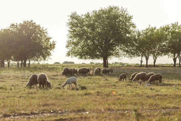 sheep grazing in field. flock of sheeps