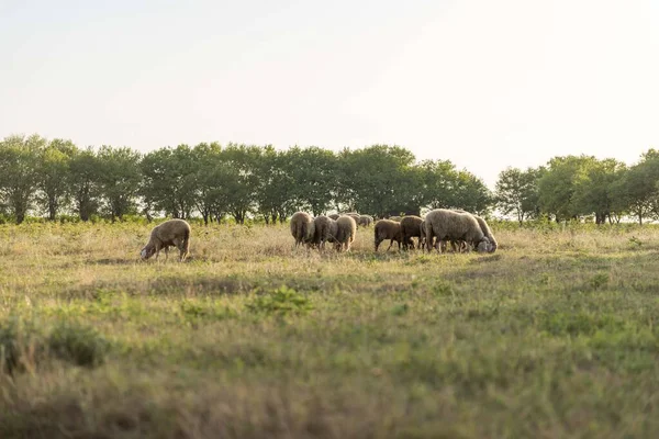 Domba Merumput Lapangan Kawanan Domba — Stok Foto
