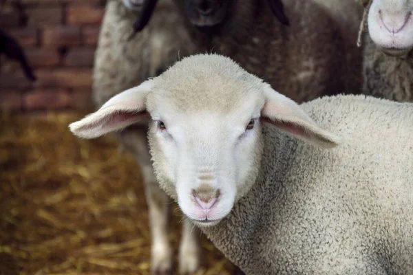 white lamb sheep head close up