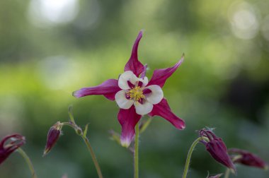 Aquilegia caerulea kırmızı beyaz sarı çiçekli bitki, güzel süs bitkisi çiçekli uzun ömürlü çiçekler, yıldız şeklinde çiçekler