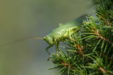 Tettigonia viridissima dişisi iğnelerin dallarında oturuyor, büyük yeşil çalı-cırcır böceği güzel hayvan gündüz poz veriyor, makro detay görüşü
