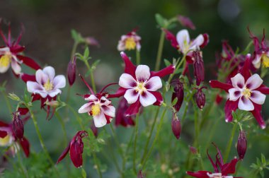 Aquilegia caerulea kırmızı beyaz sarı çiçekli bitki, güzel süs bitkisi çiçekli uzun ömürlü çiçekler, yıldız şeklinde çiçekler