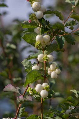 Symphoricarpos albus dallarında beyaz kar çilekleri, güzel süslenmiş sonbahar beyaz meyveleri, yeşil yapraklar