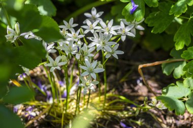 Ornithogalum umbellatum zambak çiçek, küçük süs ve vahşi beyaz çiçek açan bahar bitkisi, soğanlı bitki