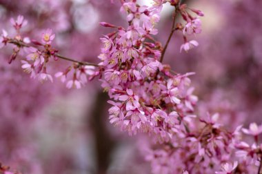 Prunus okame çiçek açmış bahar süsleri, çiçek açmış güzel pembe çiçekler.