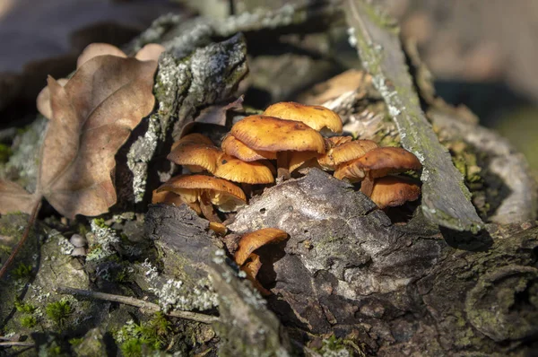Flammulina velutipes mushroom on wooden log on dark bark