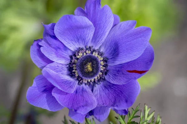 Hermosa anémona ornamental negra azul violeta coronaria de caen en flor, planta primaveral de floración colorida brillante — Foto de Stock