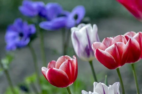 Tulipes fraîches à fleurs dans le jardin printanier, belles fleurs précoces de tulipa gesneriana en fleur, diverses couleurs, bouquet de fleurs — Photo