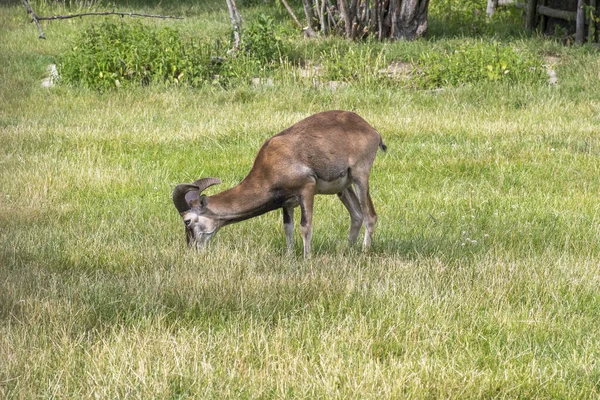 Ovejas muflón salvaje, un macho pastando en el pasto a la luz del día, prado verde, animales salvajes — Foto de Stock