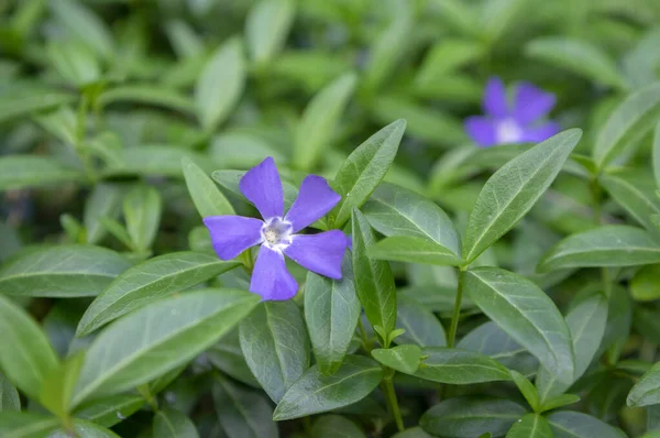 Vinca menor menor periwinkle flores ornamentales en flor, planta floreciente común periwinkle, flores rastreras — Foto de Stock