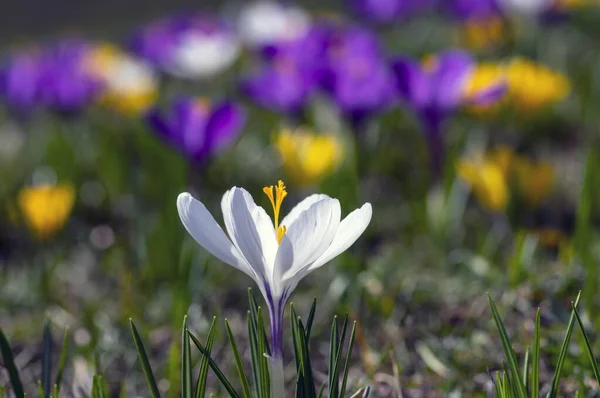 Field of flowering crocus vernus plants, group of bright colorful early spring flowers in bloom — Stock Photo, Image