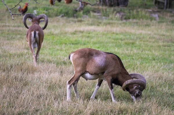 Ovejas muflón salvaje, dos machos pastando en el pasto a la luz del día, prado verde, animales salvajes —  Fotos de Stock
