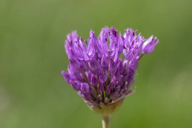 Allium hollandicum çiçek açan bahar bitkisi, çiçek açmış mor İran süs çiçekleri grubu