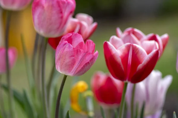 Tulipes fraîches à fleurs dans le jardin printanier, belles fleurs précoces de tulipa gesneriana en fleur, diverses couleurs, bouquet de fleurs — Photo