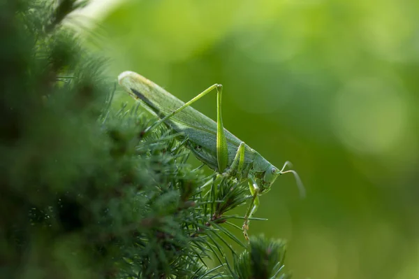 Tettigonia viridissima fêmea sentada nos ramos de agulhas, grande verde arbusto-cricket belo animal posando à luz do dia — Fotografia de Stock