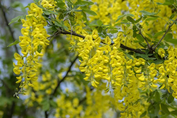 Laburnum anagyroides branches d'arbustes jaunes ornementales en fleurs contre le ciel bleu, petit arbre en fleurs — Photo