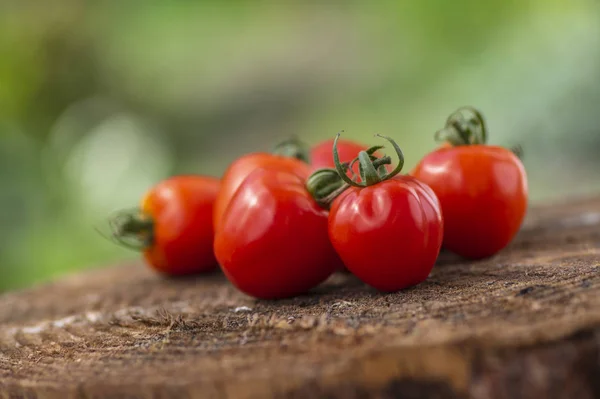 Grupo de tomates de morango crus vermelhos saborosos amadurecidos em madeira no contexto natural verde, verduras sãs saborosas ainda vida — Fotografia de Stock
