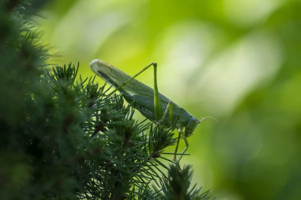 Tettigonia viridissima fêmea sentada nos ramos de agulhas, grande verde arbusto-cricket belo animal posando à luz do dia — Fotografia de Stock