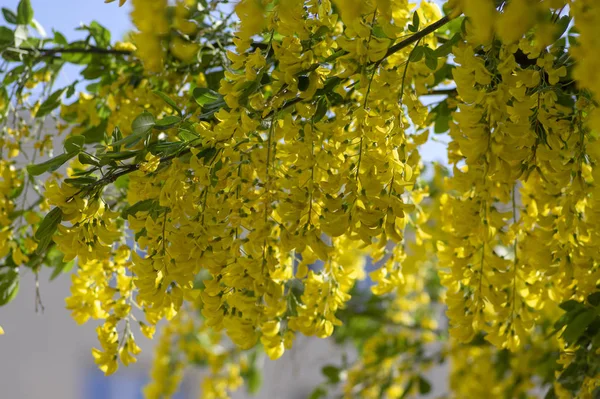 Laburnum anagyroides branches d'arbustes jaunes ornementales en fleurs contre le ciel bleu, petit arbre en fleurs — Photo