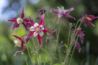 Aquilegia caerulea kırmızı beyaz sarı çiçekli bitki, çiçeklenmiş güzel otçul bitkiler.