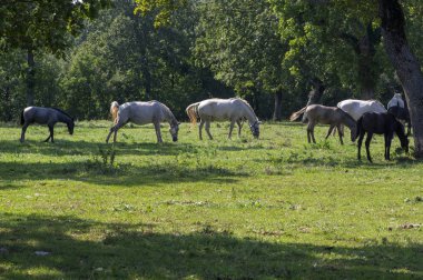 Lipica otlağında otlayan Lipizzaner atları, ünlü at yetiştiriciliğinden bir grup güzel hayvan.