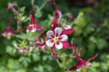 Aquilegia caerulea kırmızı beyaz sarı çiçekli bitki, çiçeklenmiş güzel otçul bitkiler.