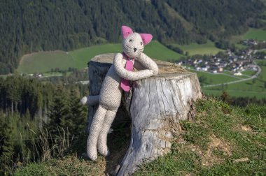 Plushy kedi dağların tepesinde güzel sonbahar havasının tadını çıkarıyor.