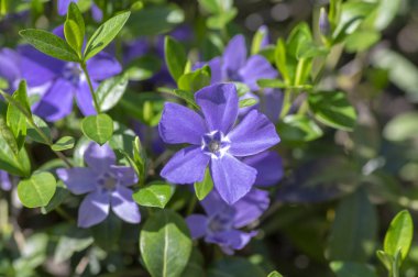 Vinca küçük periwinkle süs çiçekleri çiçek, ortak periwinkle çiçekli bitki, sürünen çiçekler