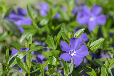 Vinca küçük periwinkle süs çiçekleri çiçek, ortak periwinkle çiçekli bitki, sürünen çiçekler